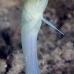 jawfish_yellowhead_sh_nwp_v_0042_tci2488.jpg